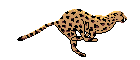 guepard[1].gif (7232 bytes)